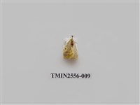 藏品(尺蛾51)的圖片